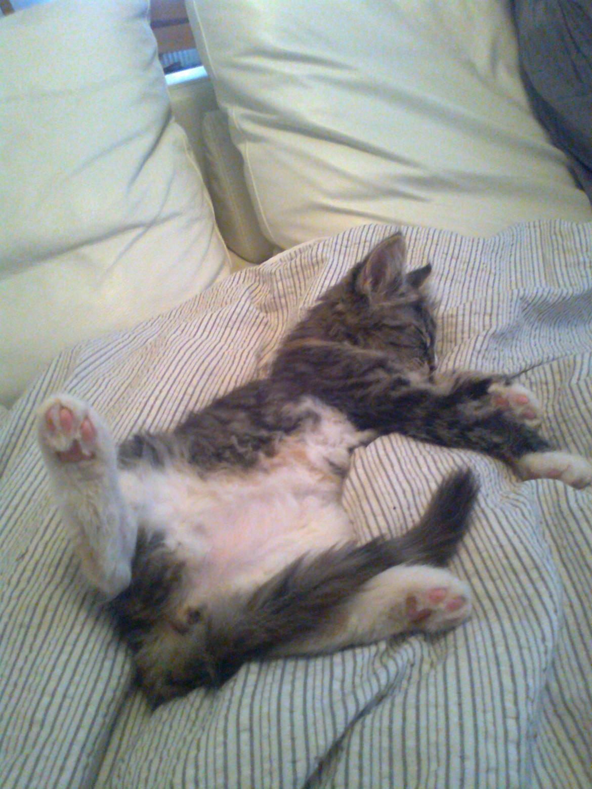 Maine Coon Bubbles billede 13