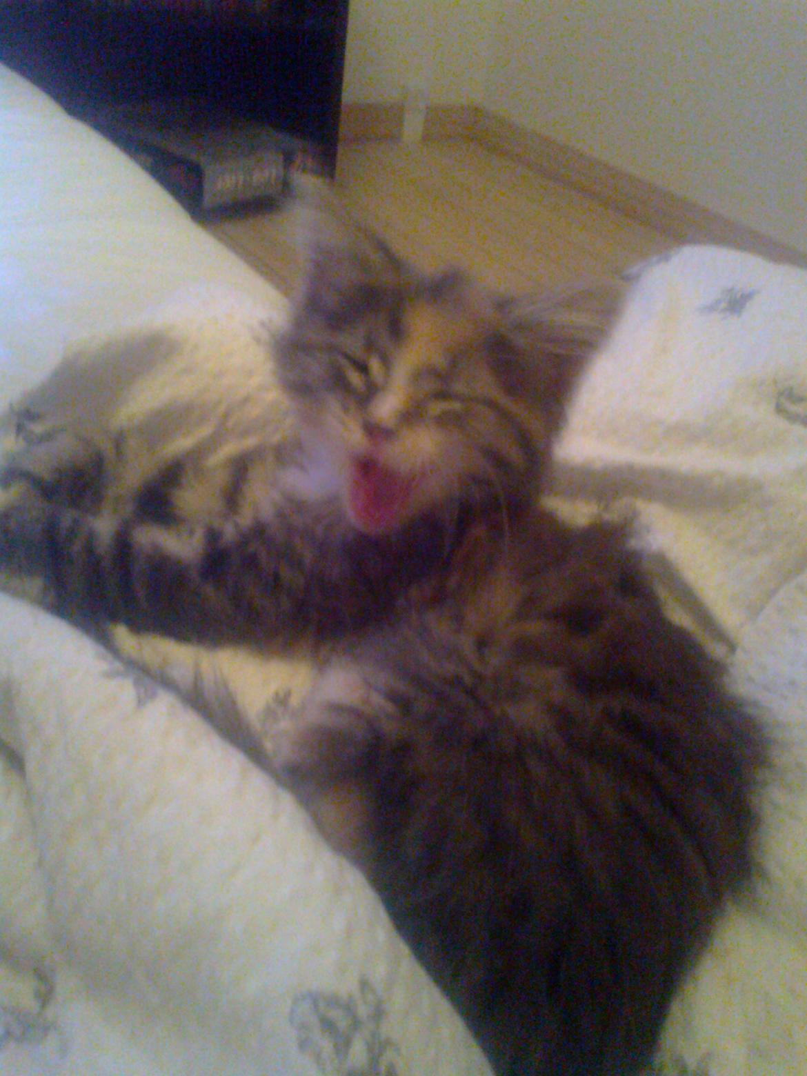 Maine Coon Bubbles billede 14