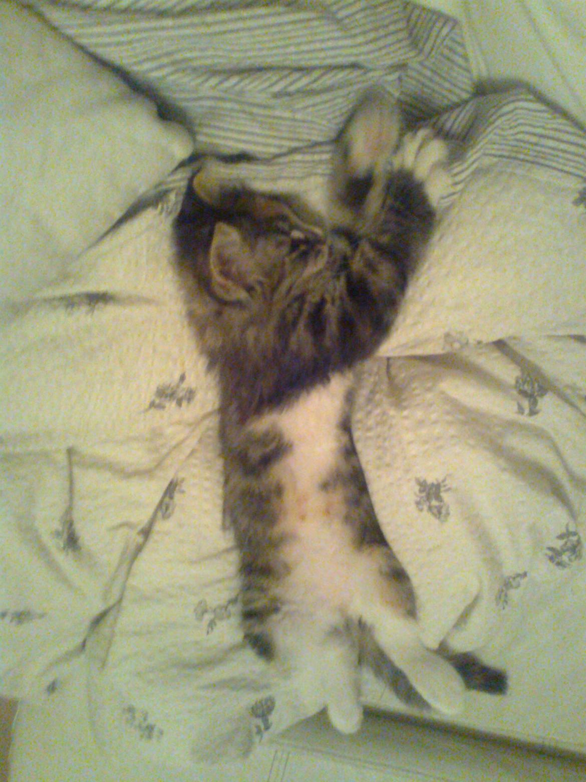 Maine Coon Bubbles billede 15