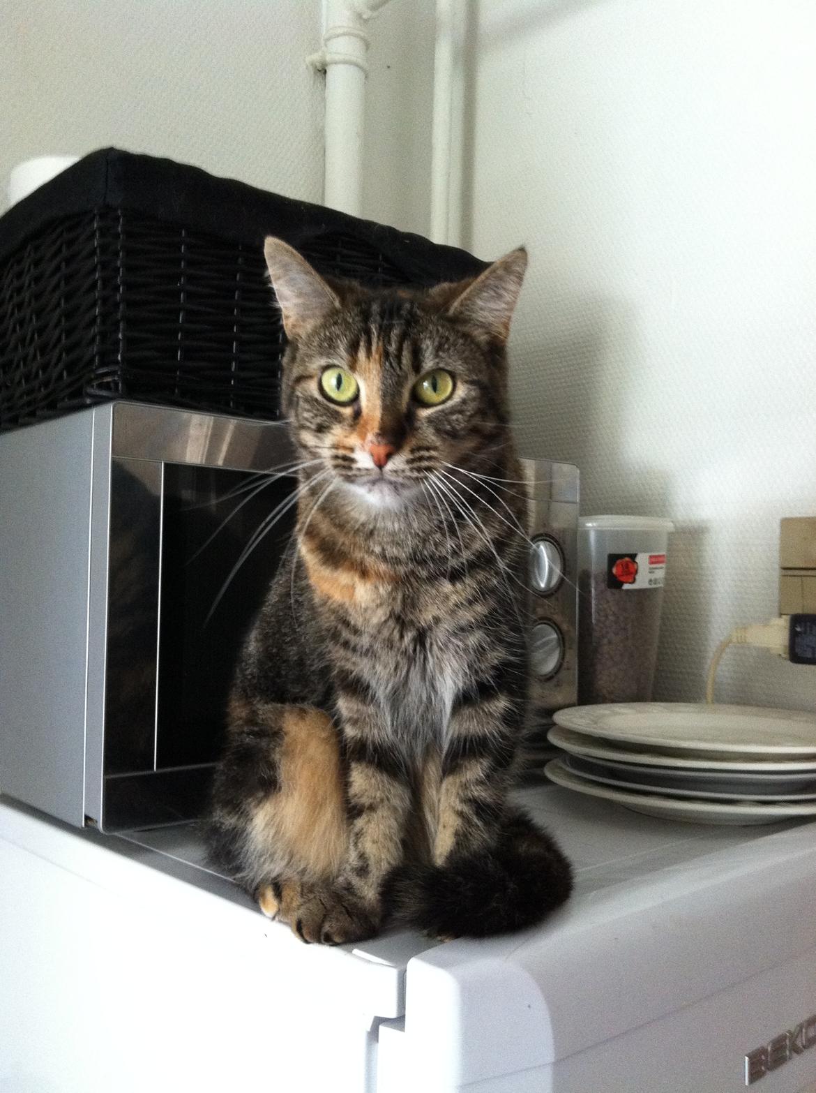 Blanding af racer Misha billede 6