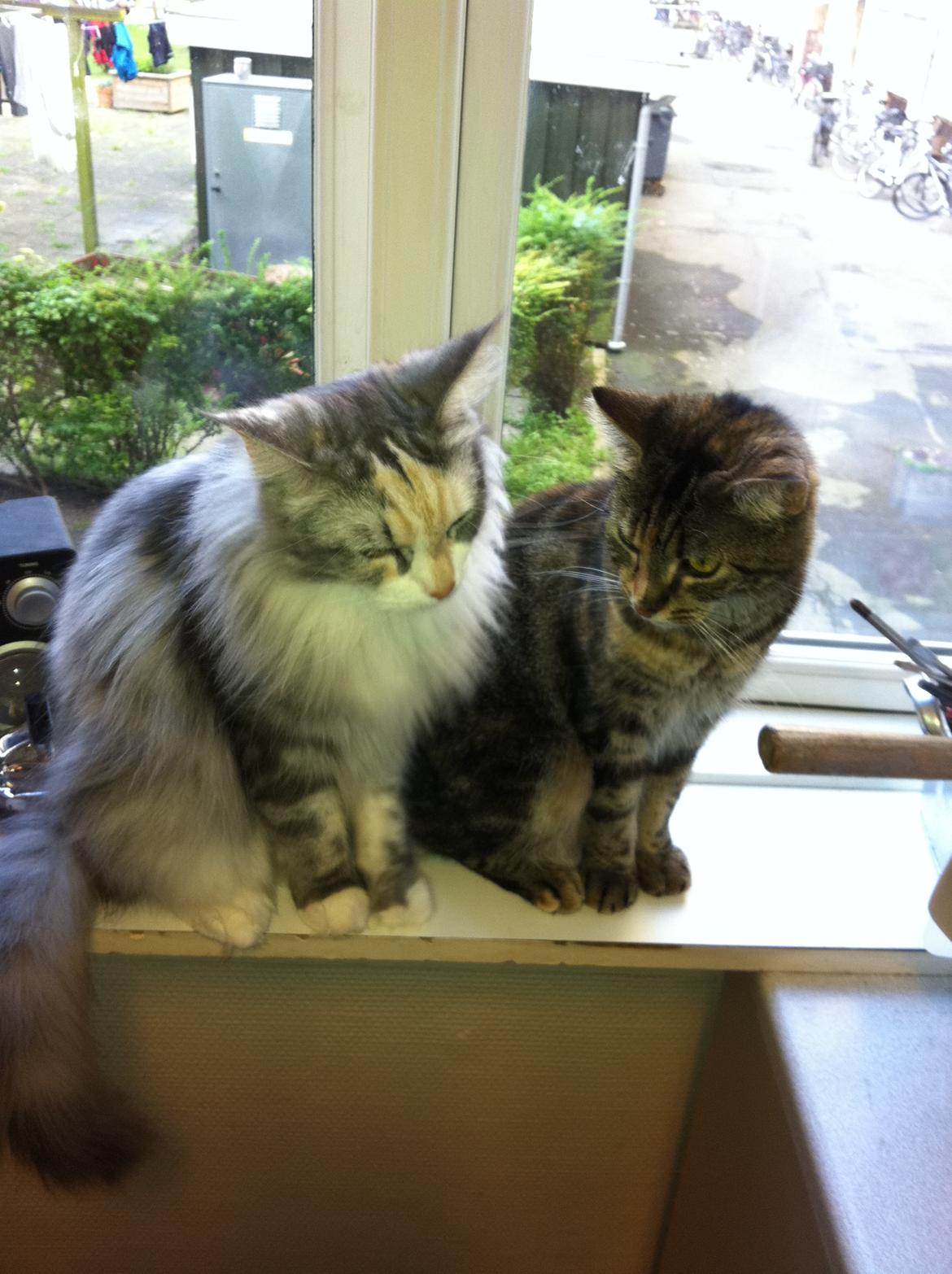 Blanding af racer Misha billede 7