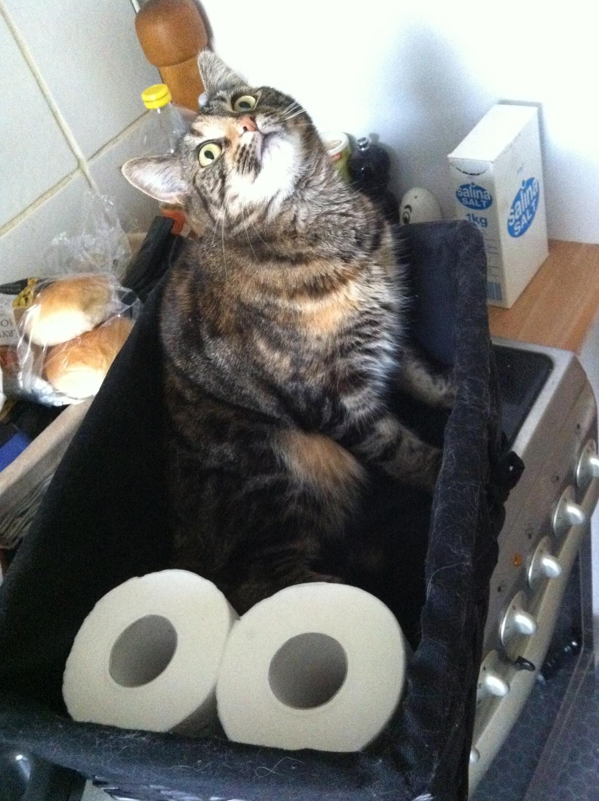 Blanding af racer Misha billede 8