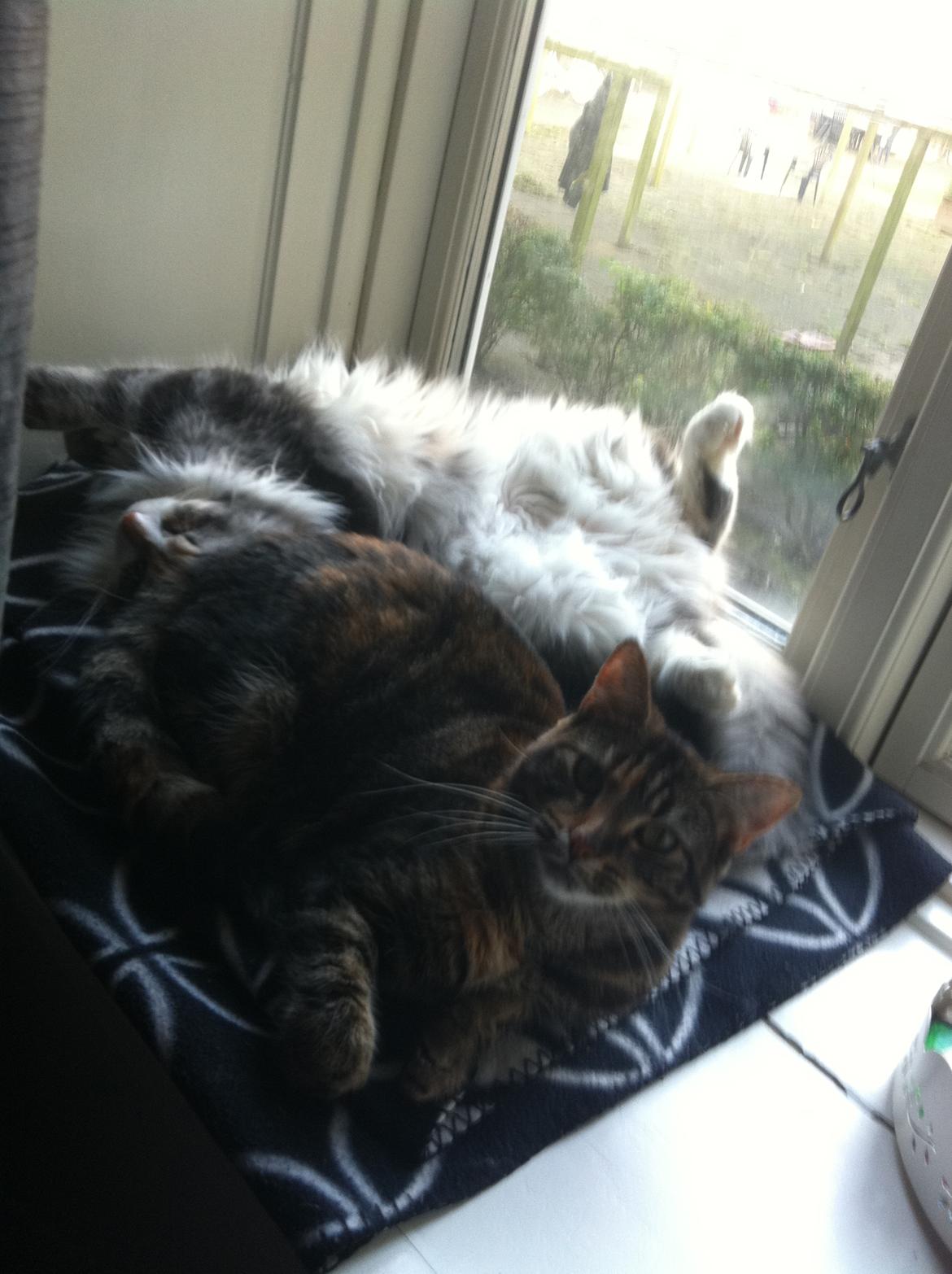 Blanding af racer Misha billede 9