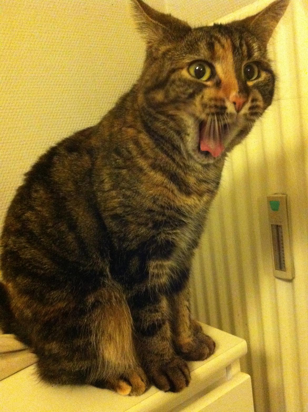 Blanding af racer Misha billede 11