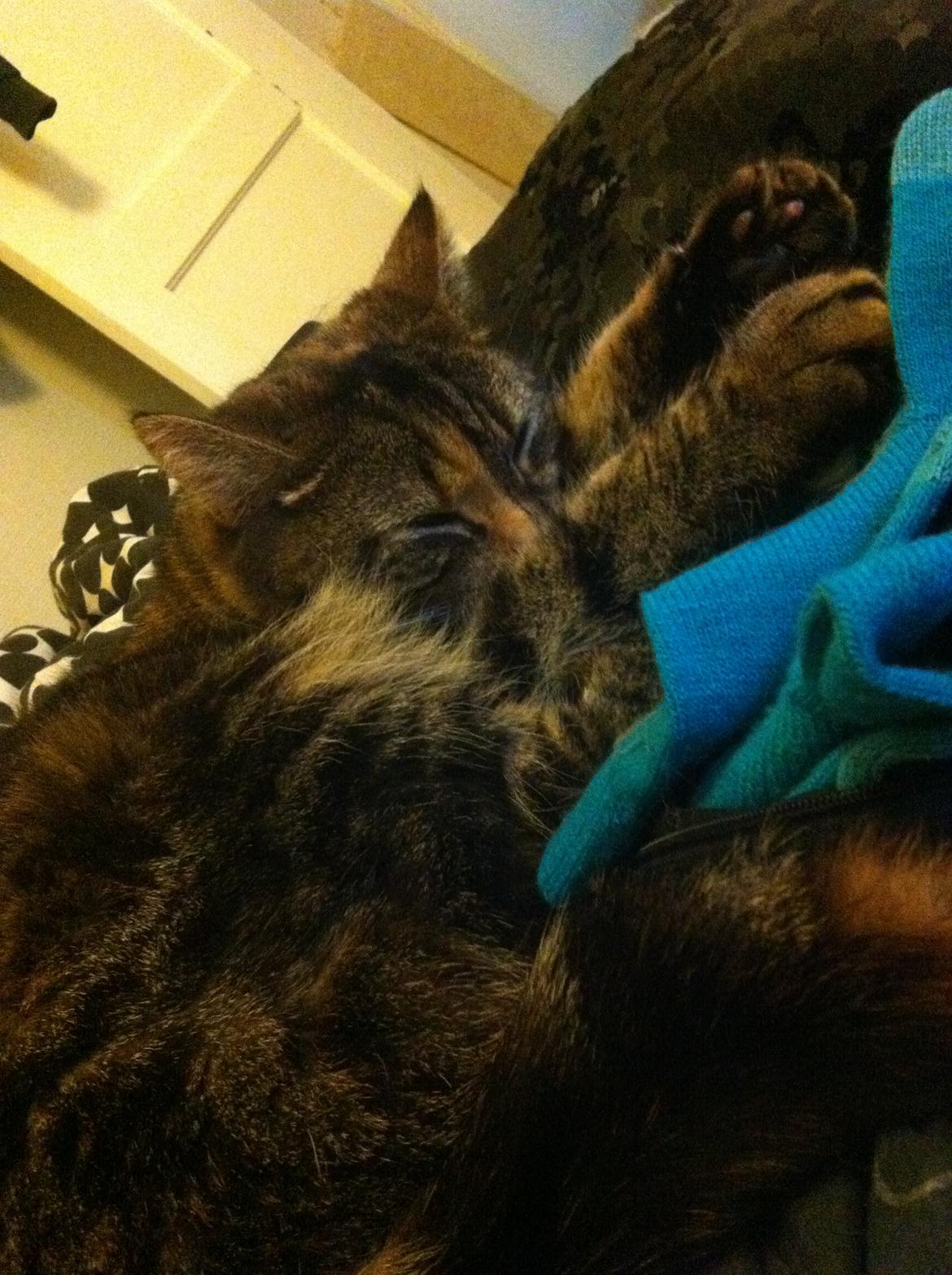 Blanding af racer Misha billede 12