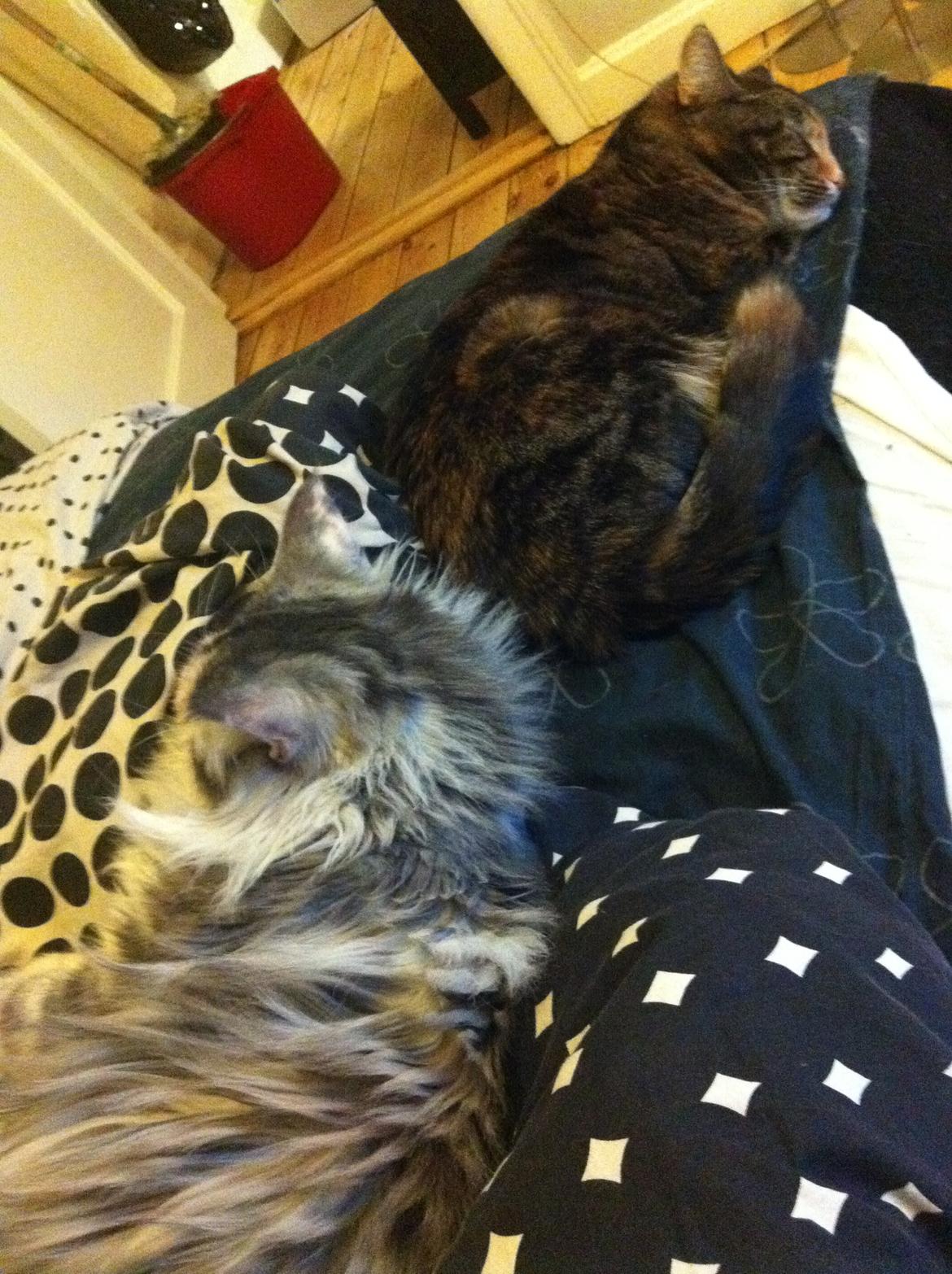 Blanding af racer Misha billede 13