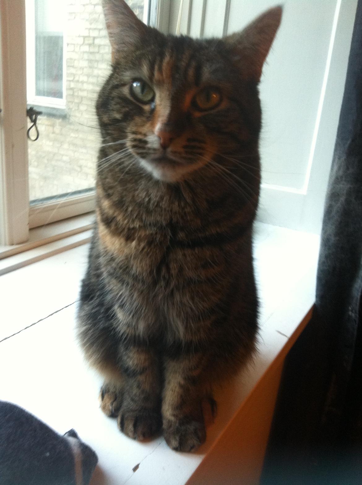 Blanding af racer Misha billede 1