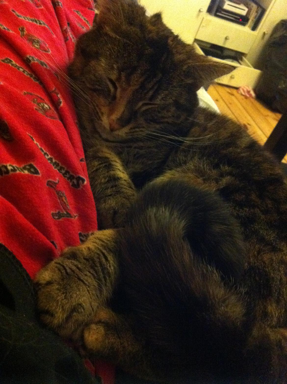 Blanding af racer Misha billede 14