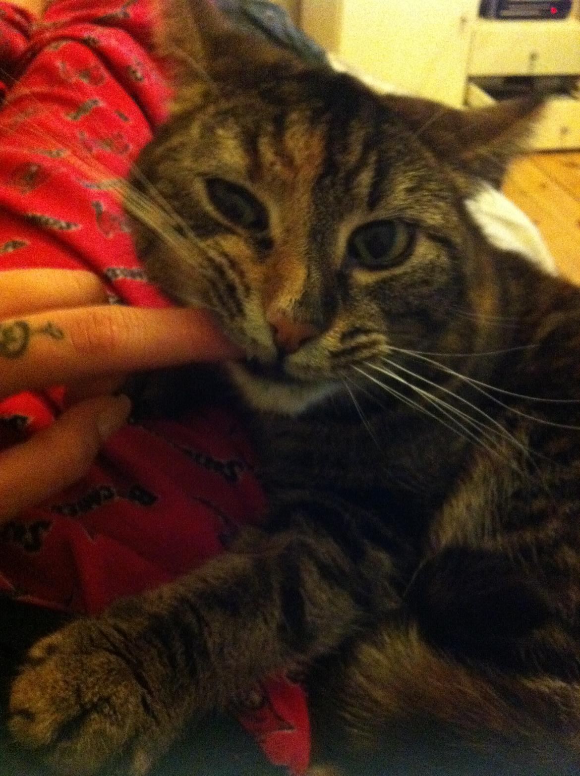 Blanding af racer Misha billede 15