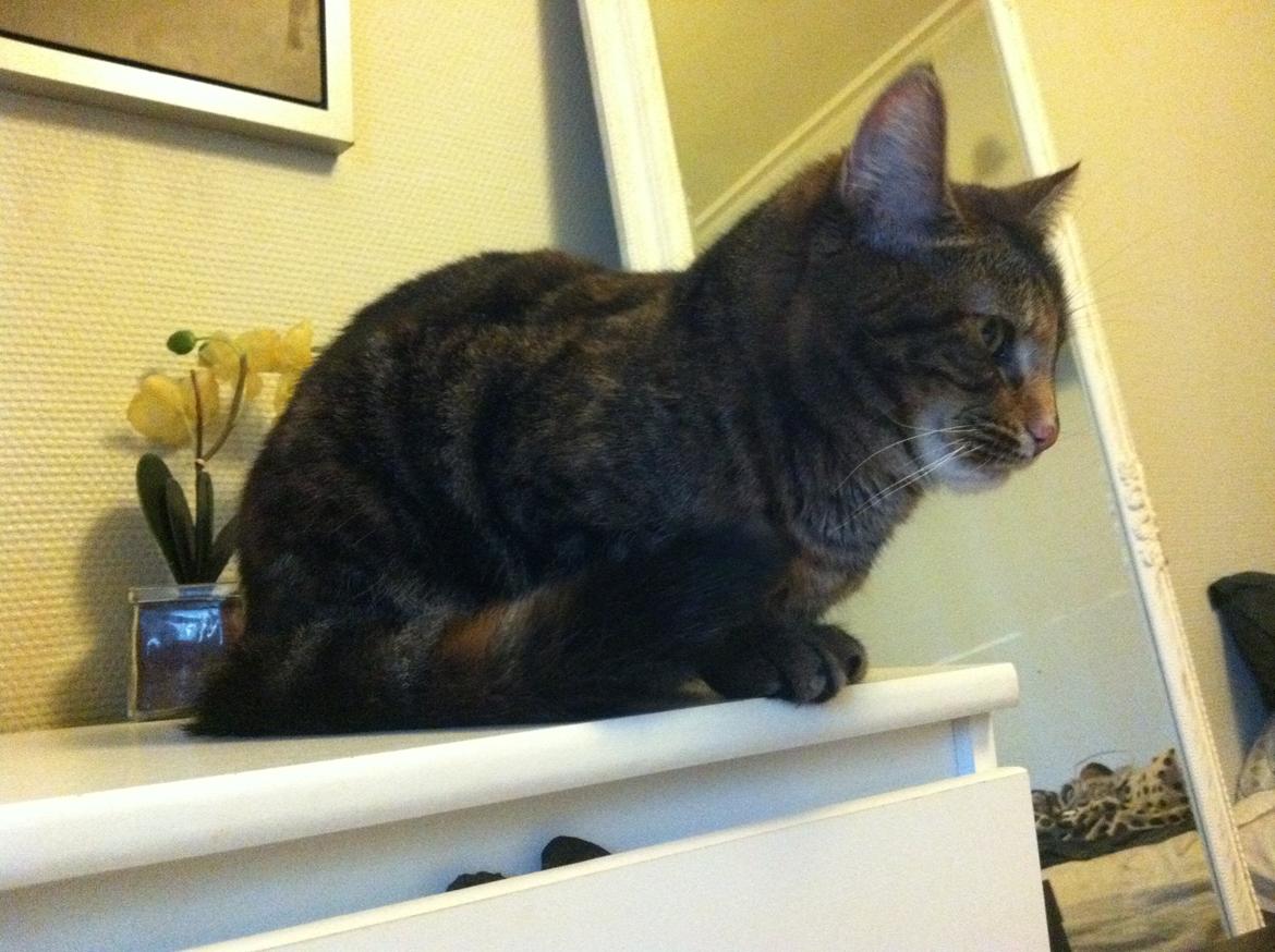 Blanding af racer Misha billede 16