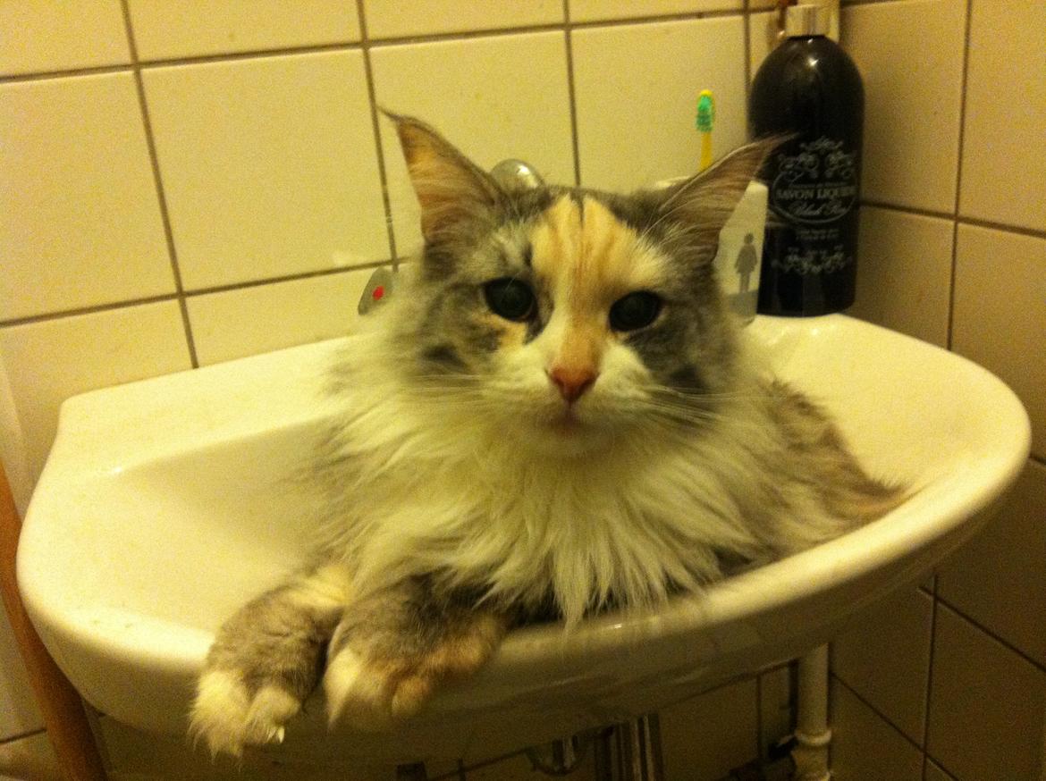 Maine Coon Maggie billede 1