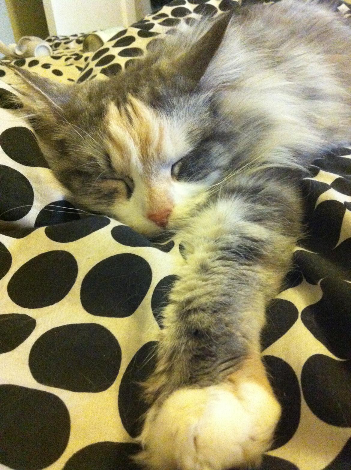 Maine Coon Maggie billede 4