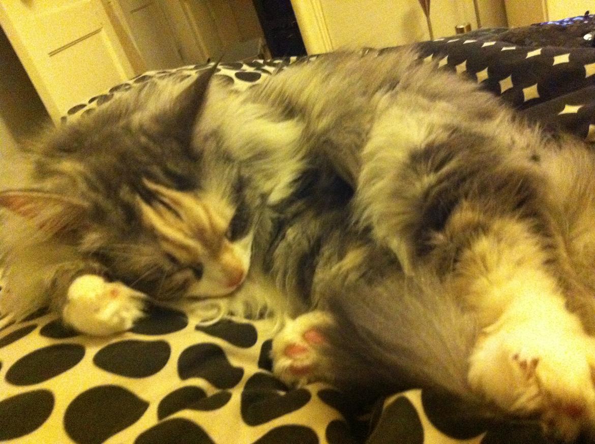 Maine Coon Maggie billede 6