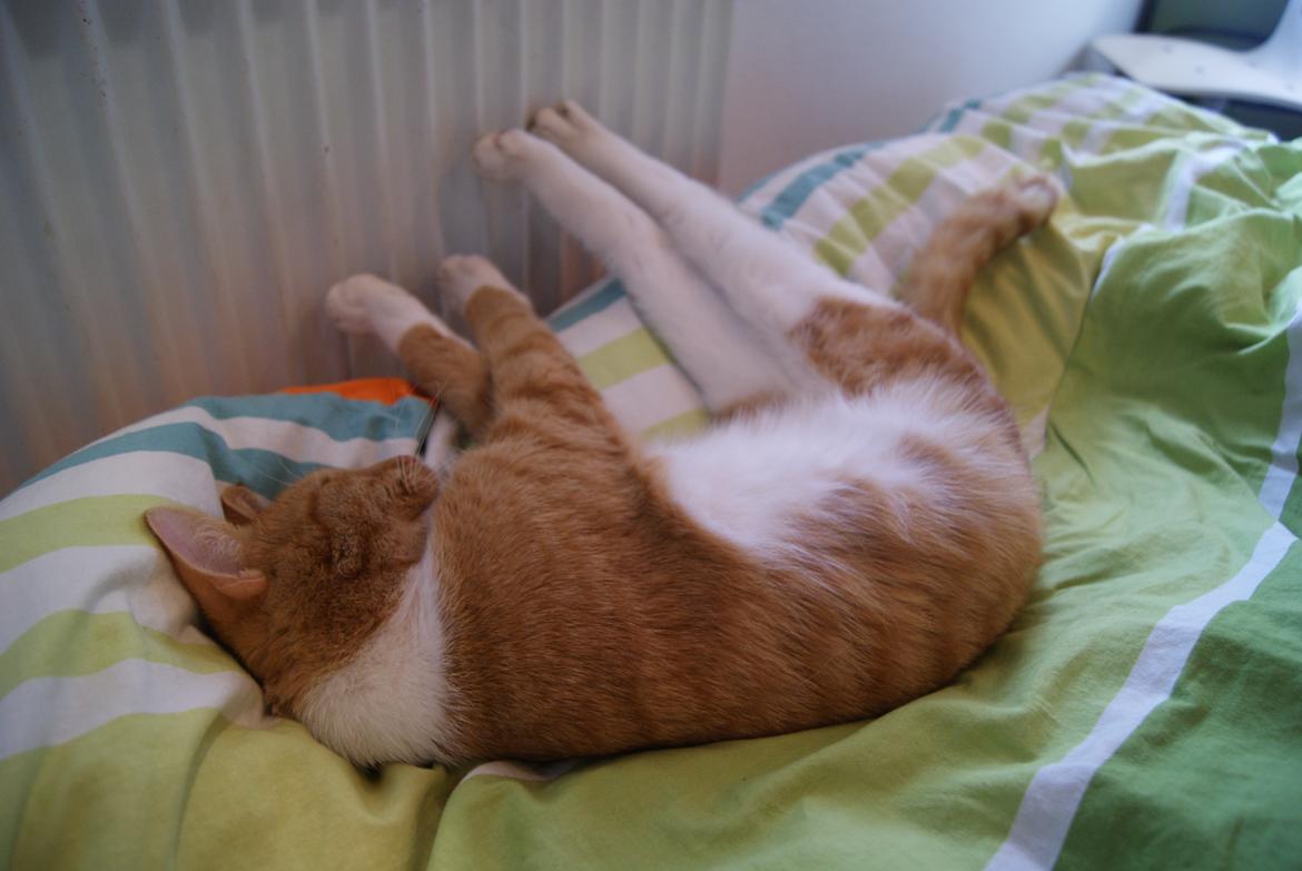 Huskat Basse  - If i look cute when i'm sleeping - i am <3 billede 8