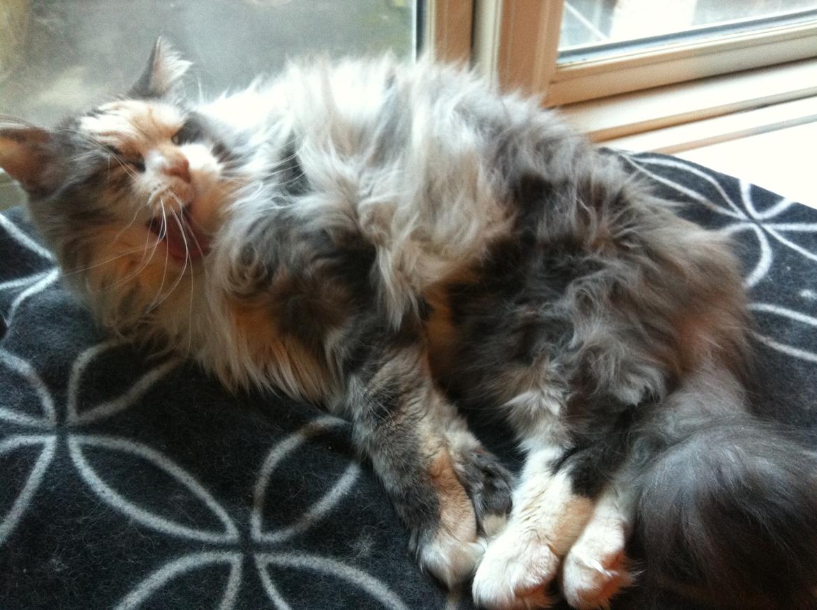 Maine Coon Maggie billede 3