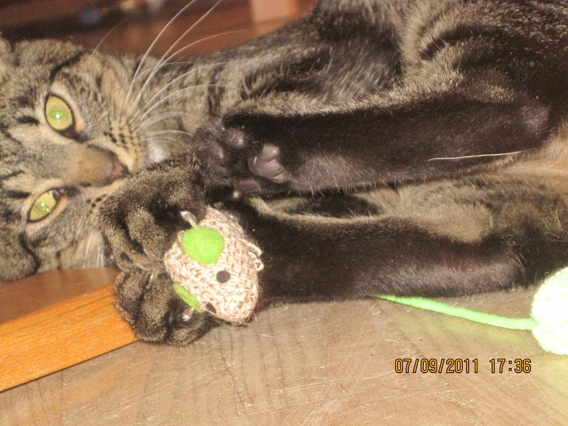 Huskat Buddha - Warghh! Jeg bar' så farlig ... :P billede 9