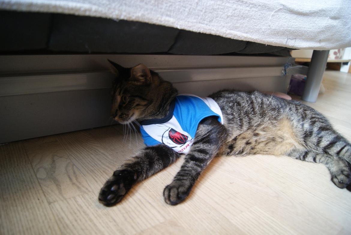 Huskat Buddha - absolutely adorable - SPIDERMAN! :-D billede 10