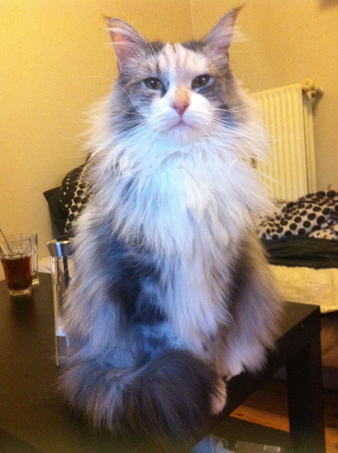 Maine Coon Maggie billede 2