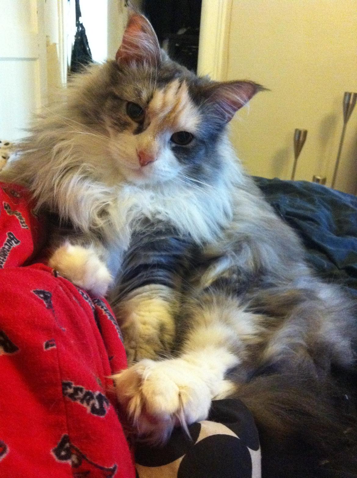 Maine Coon Maggie billede 7