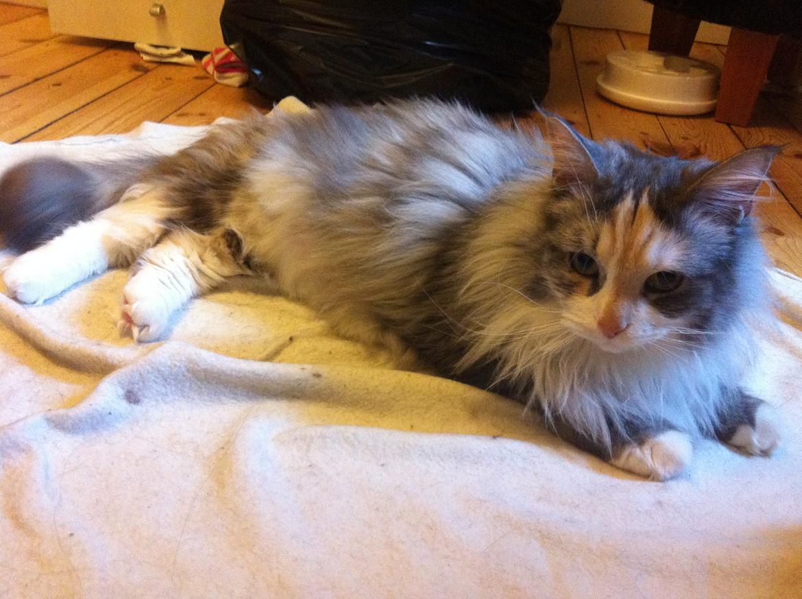 Maine Coon Maggie billede 13