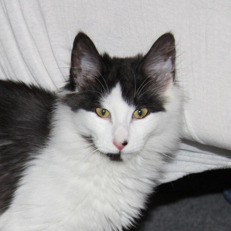 Norsk Skovkat DK Nobel-Dream's Emily *Sov sødt* billede 1