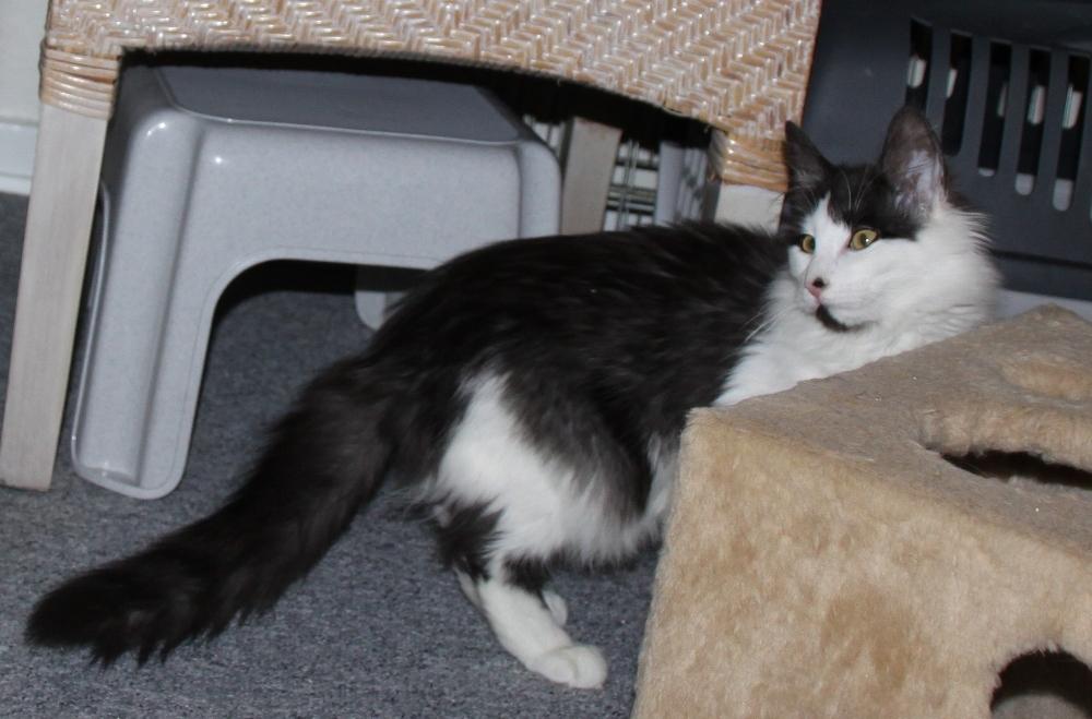 Norsk Skovkat DK Nobel-Dream's Emily *Sov sødt* billede 2