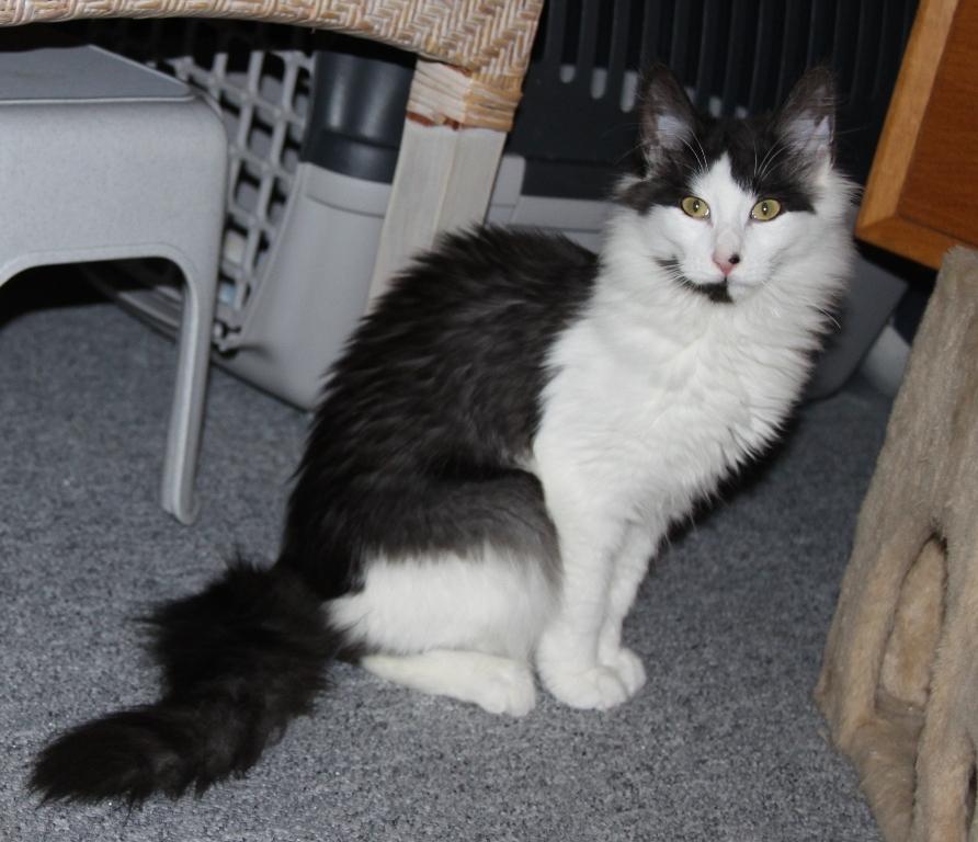 Norsk Skovkat DK Nobel-Dream's Emily *Sov sødt* billede 3