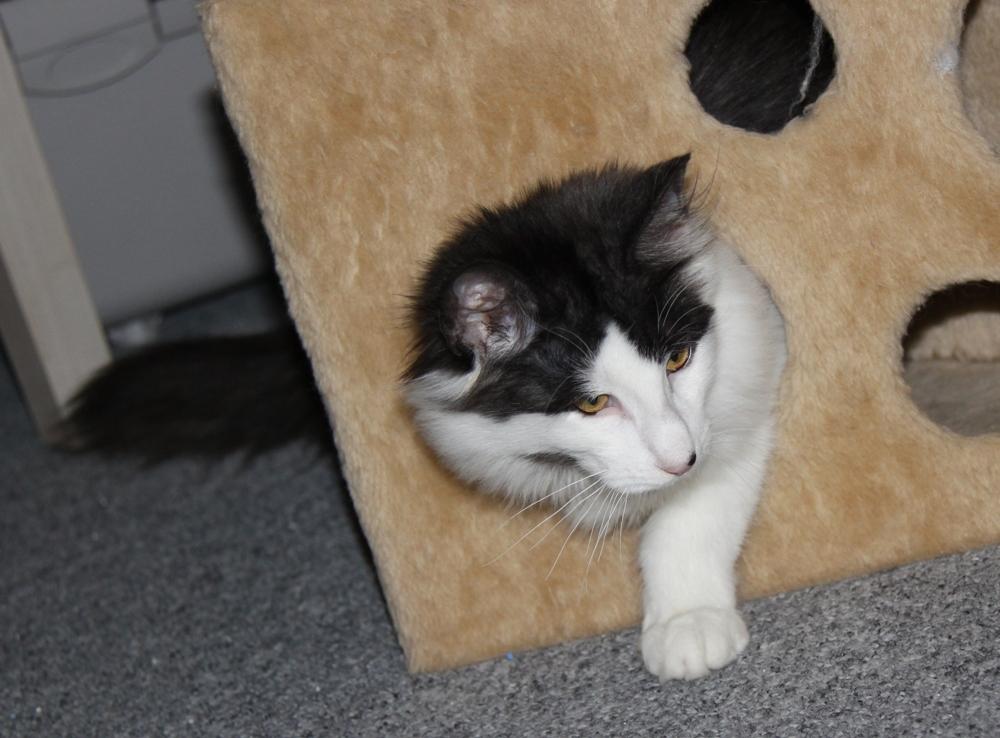 Norsk Skovkat DK Nobel-Dream's Emily *Sov sødt* billede 4