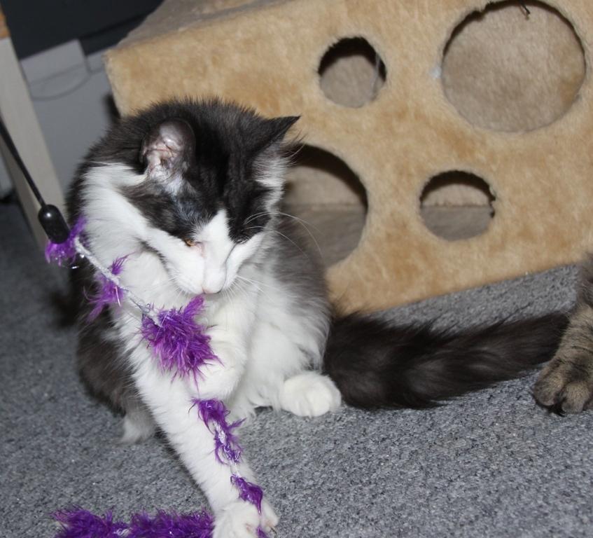 Norsk Skovkat DK Nobel-Dream's Emily *Sov sødt* billede 5