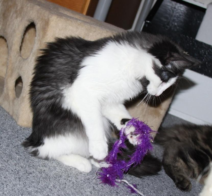 Norsk Skovkat DK Nobel-Dream's Emily *Sov sødt* billede 6