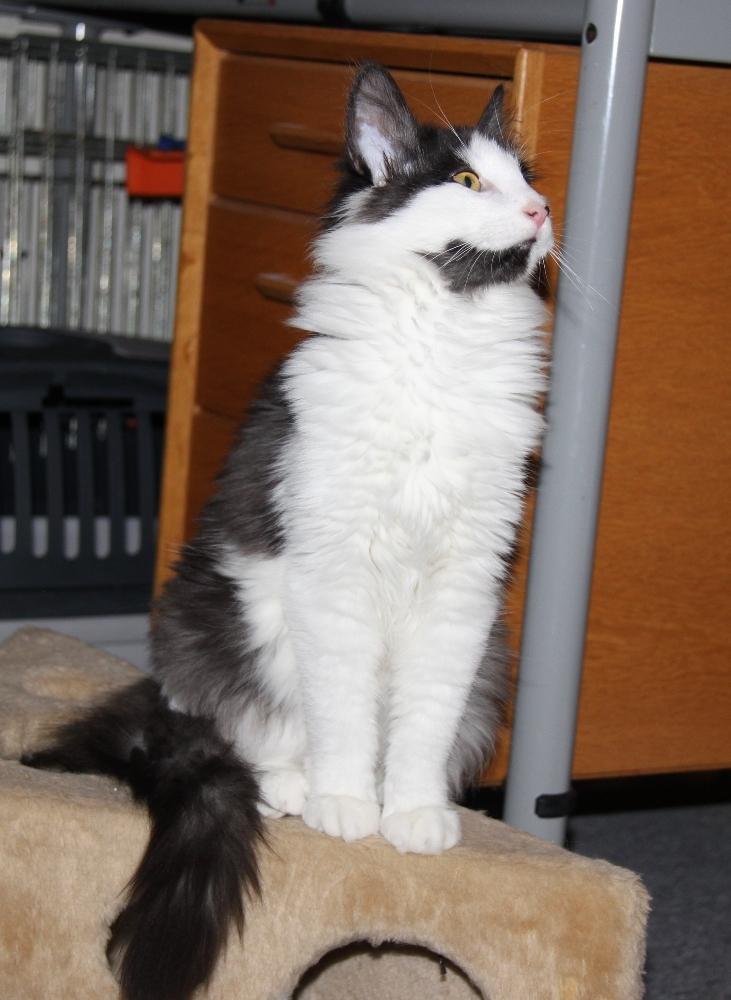 Norsk Skovkat DK Nobel-Dream's Emily *Sov sødt* billede 7