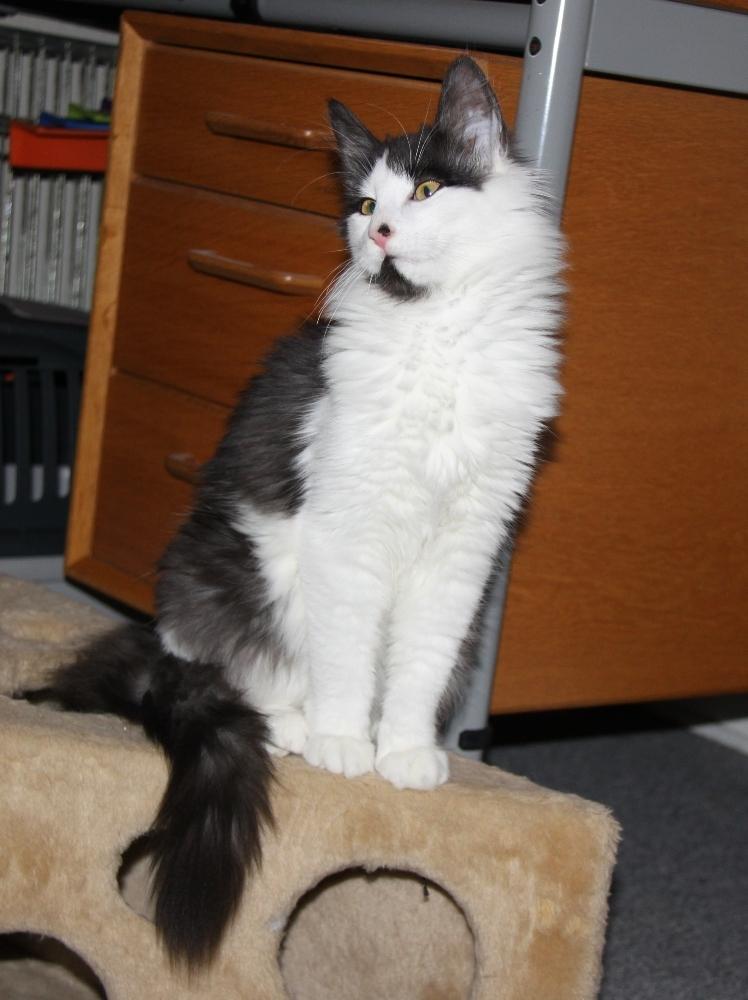 Norsk Skovkat DK Nobel-Dream's Emily *Sov sødt* billede 8