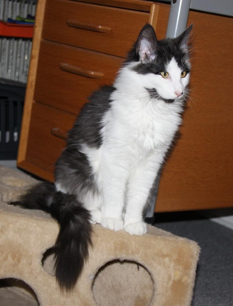 Norsk Skovkat DK Nobel-Dream's Emily *Sov sødt* billede 9