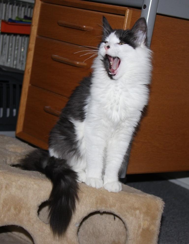 Norsk Skovkat DK Nobel-Dream's Emily *Sov sødt* billede 10