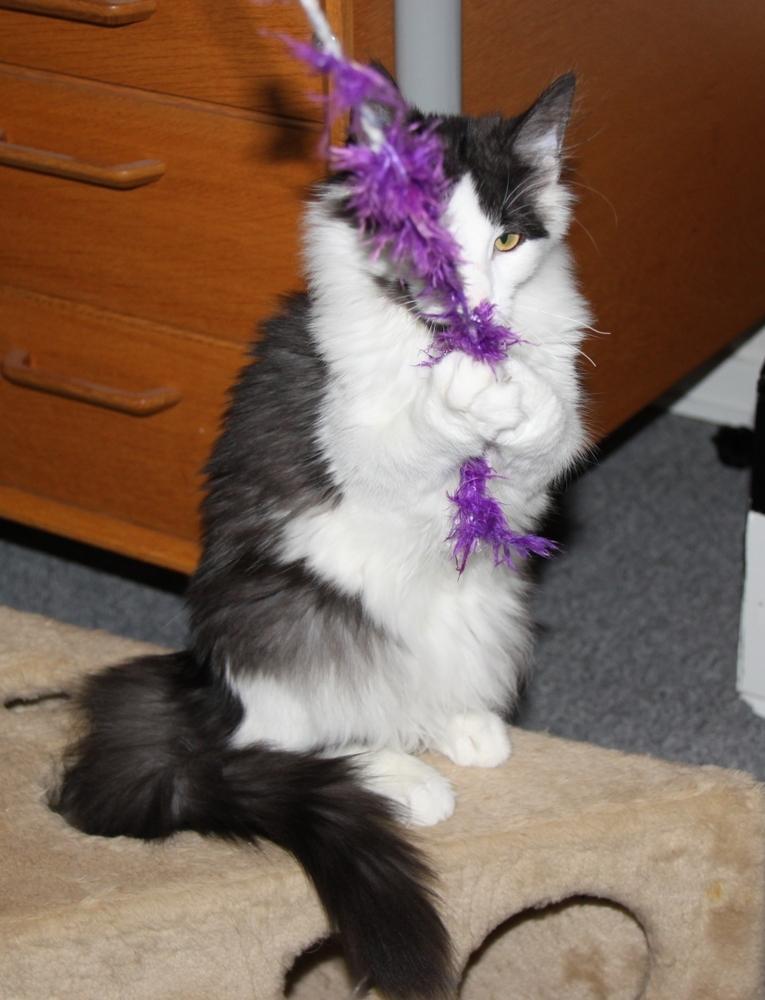 Norsk Skovkat DK Nobel-Dream's Emily *Sov sødt* billede 11