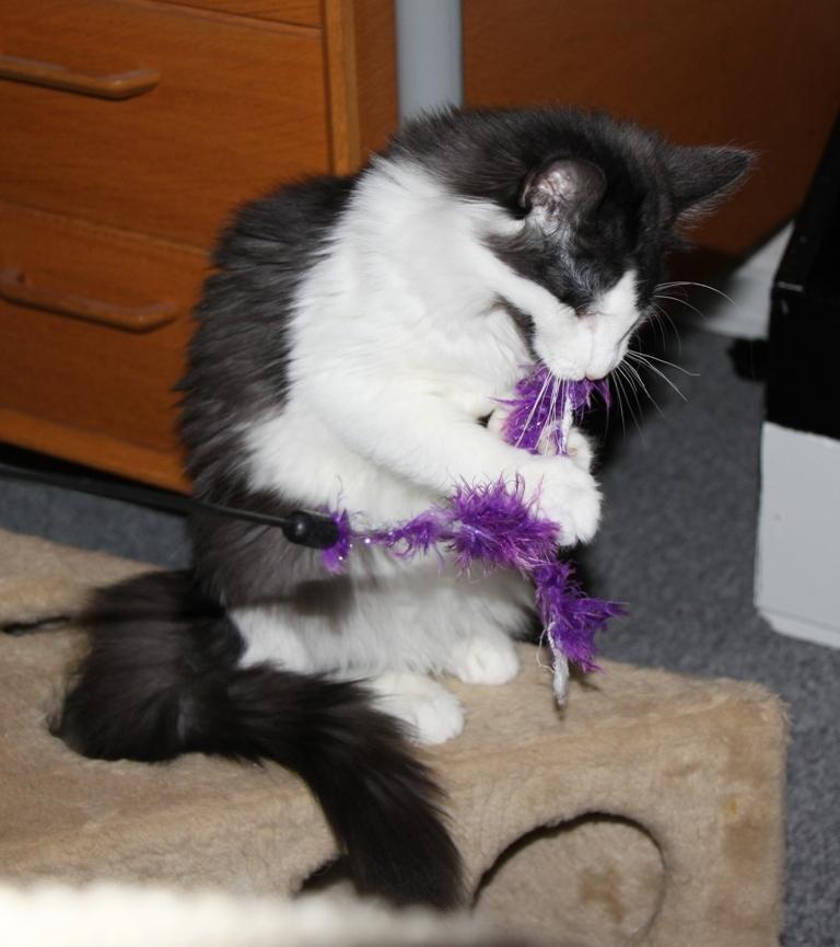 Norsk Skovkat DK Nobel-Dream's Emily *Sov sødt* billede 12