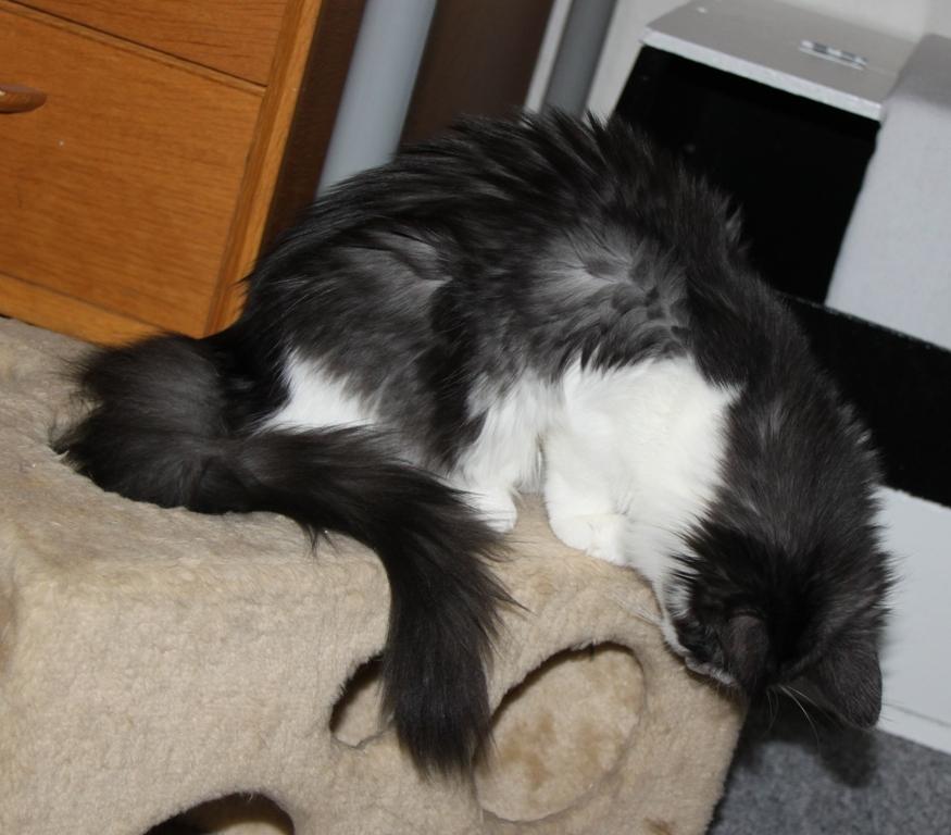 Norsk Skovkat DK Nobel-Dream's Emily *Sov sødt* billede 14