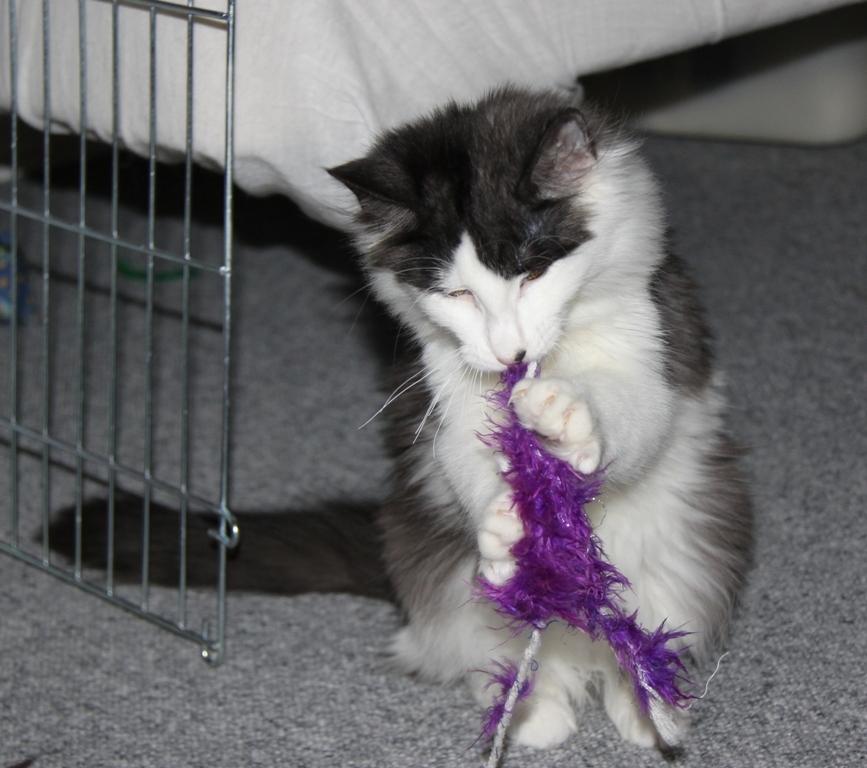 Norsk Skovkat DK Nobel-Dream's Emily *Sov sødt* billede 15