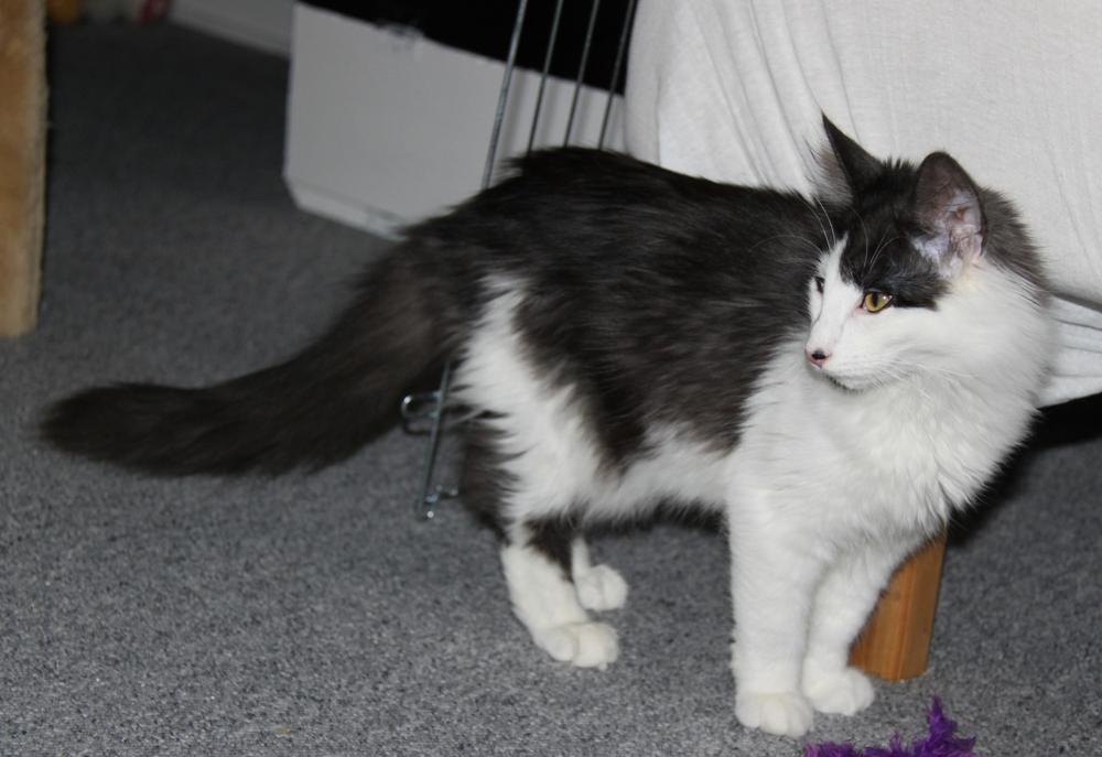 Norsk Skovkat DK Nobel-Dream's Emily *Sov sødt* billede 16