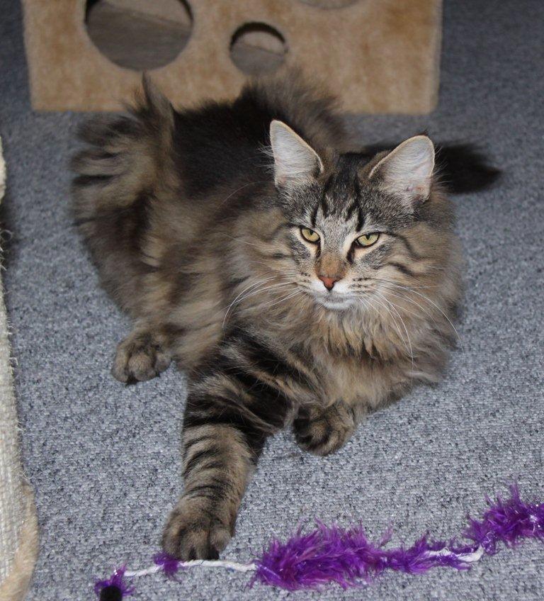 Norsk Skovkat DK Nobel-dream's Dream Boy billede 1