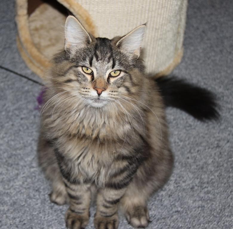 Norsk Skovkat DK Nobel-dream's Dream Boy billede 2