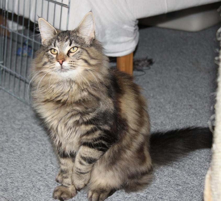 Norsk Skovkat DK Nobel-dream's Dream Boy billede 3