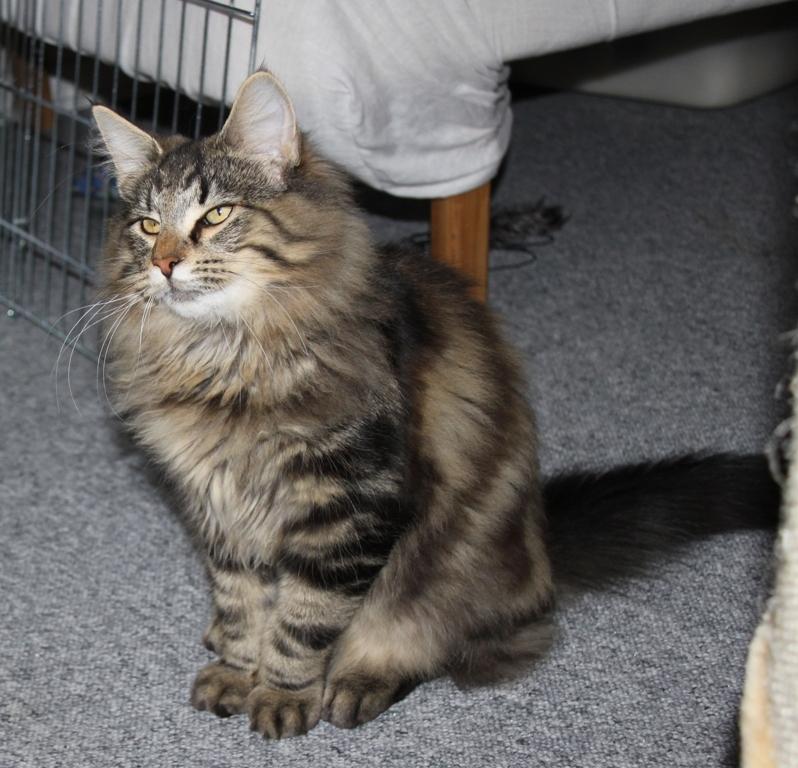 Norsk Skovkat DK Nobel-dream's Dream Boy billede 4