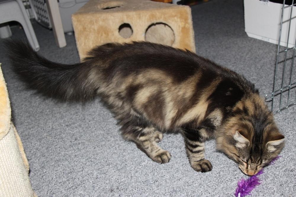 Norsk Skovkat DK Nobel-dream's Dream Boy billede 5