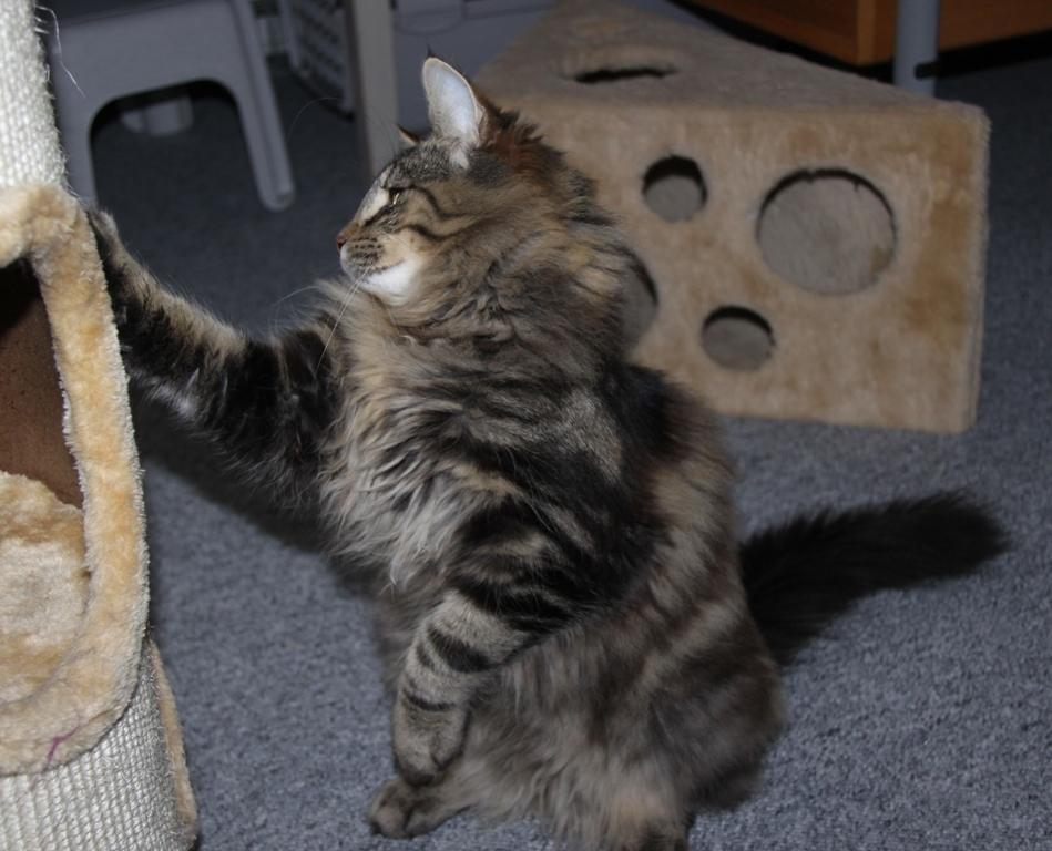 Norsk Skovkat DK Nobel-dream's Dream Boy billede 6