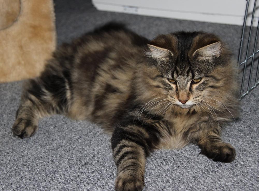 Norsk Skovkat DK Nobel-dream's Dream Boy billede 7