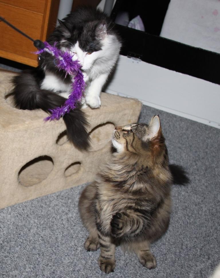 Norsk Skovkat DK Nobel-dream's Dream Boy - Emily og Dream Boy billede 8