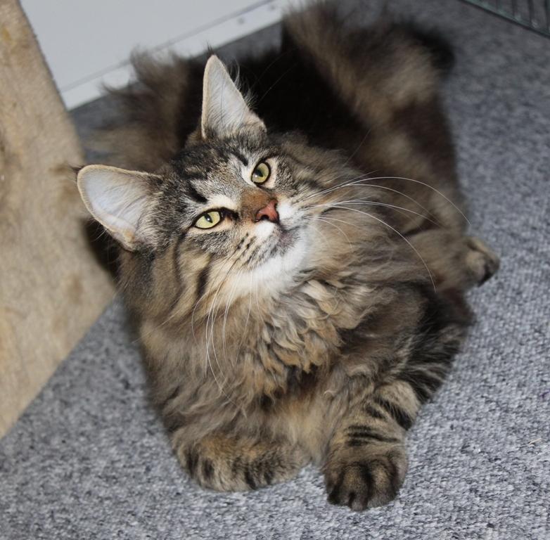 Norsk Skovkat DK Nobel-dream's Dream Boy billede 9