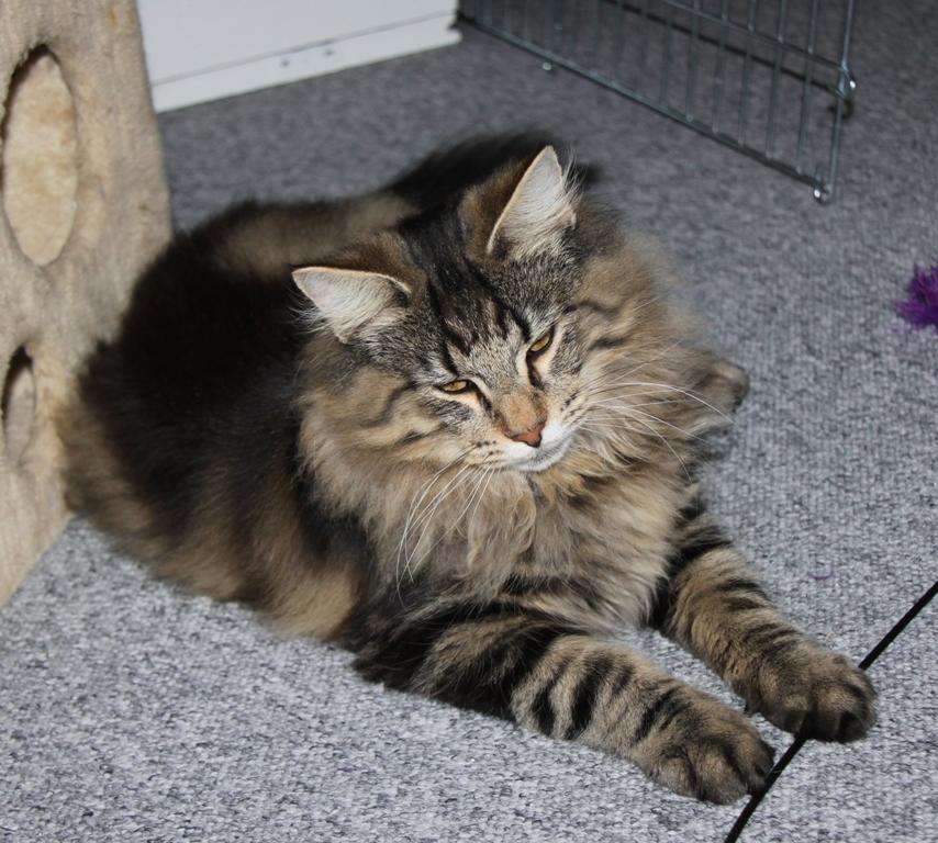 Norsk Skovkat DK Nobel-dream's Dream Boy billede 10