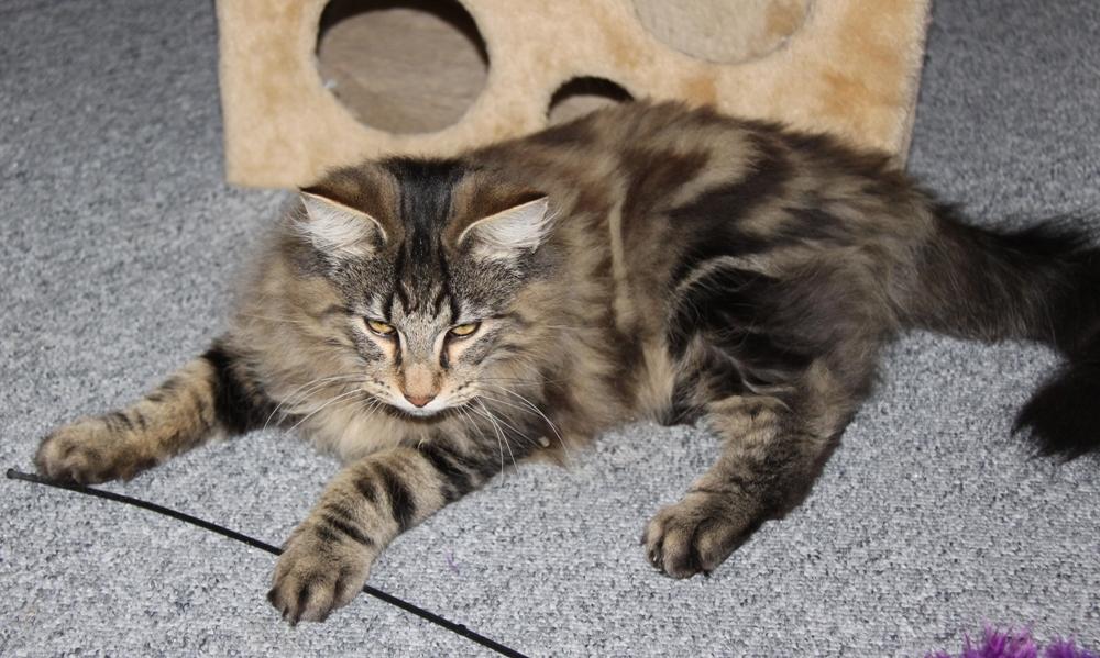 Norsk Skovkat DK Nobel-dream's Dream Boy billede 11